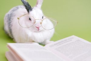 cute rabbit with eyeglasses